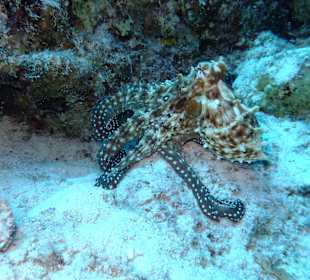 Oktopus