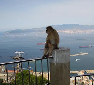 Ein nachdenklicher Affe