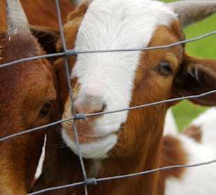 Geschwand Ziegen gleich gegenüber