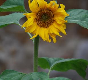 Sonnenblume im Pfarrgarten