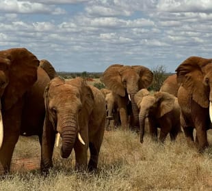 Tsavo West