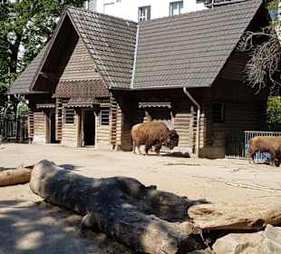 Kölner Zoo 