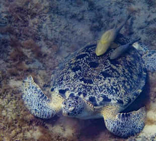 Schnorcheln Marsa Alam