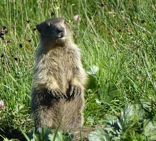 Naturerlebnis im Nationalpark Hohe Tauern