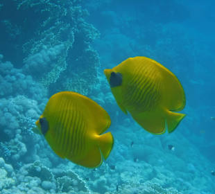 Masken Falterfisch. Hotel Prima Life Makadi Bay