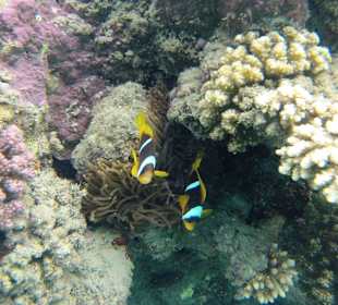 Clownfische