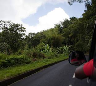 Fahrt durch den Regenwald
