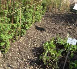 Botanischer Garten München