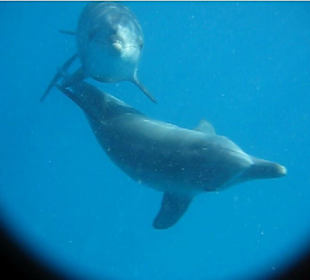 Delfin