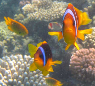 Nemo