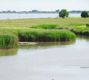 Impressionen von der Insel Krautsand