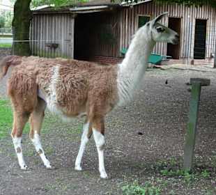Rundgang durch den Tierpark Petermoor