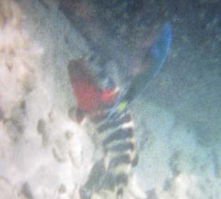 Beim Schnorcheln ! Herrliche Fische !