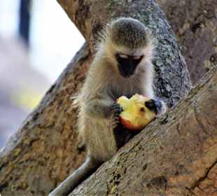 Südl.Grüne Meerkatze