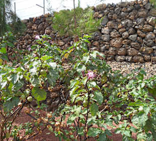Die Pyramiden von Güimar
