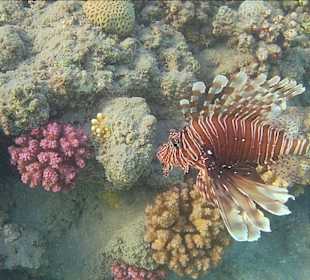 Schnorcheln Marsa Alam