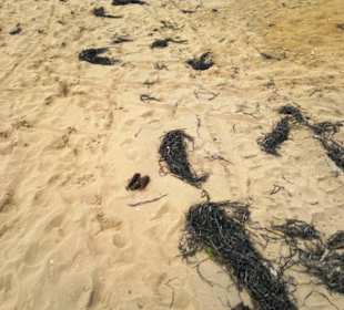 Strand Bibione 06_2011