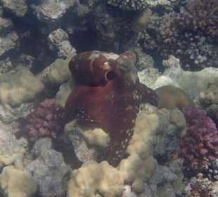 Schnorcheln Makadi Bay