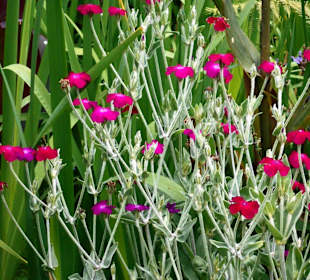 Palheiro Gardens