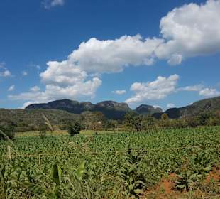 Tabakfarm