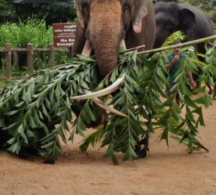 Elefantenwaisenhaus Pinnawela