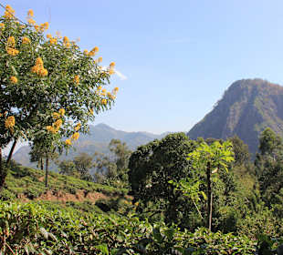 Am kleinen Adam`s Peak