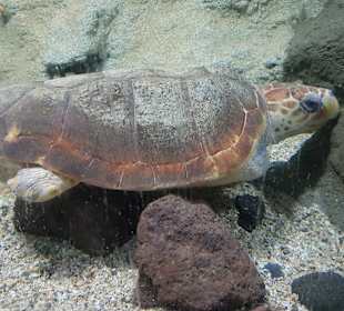 Aquarium de Costa Teguise