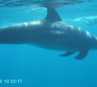Delphin-Tour