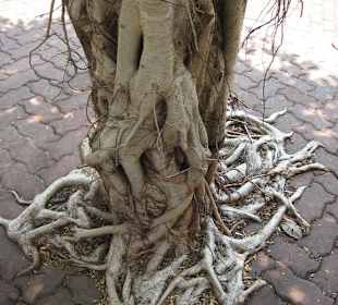 Baum im Wat Tham Klong