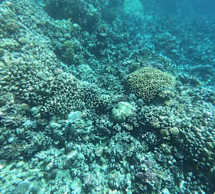 Schnorcheln Soma Bay