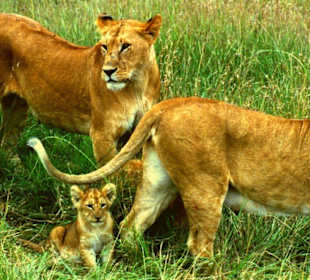Löwinnen und Junges!