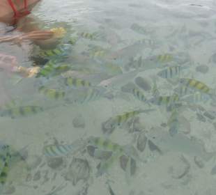 Jede Menge Fische die aus der Hand fraßen