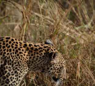 Tsavo West im Juni 2016, Leopard hautnah