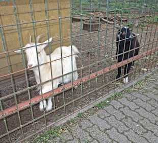 Streichelzoo Rülzheim