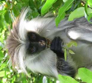 Ausflug in den Jozani National Park