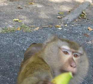 gib mir endlich meine Banane...