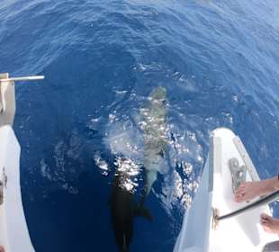 Delphine Tauch tour Saona