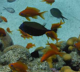 Bunte Unterwasserwelt