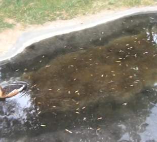 Vogelfreifluggelände