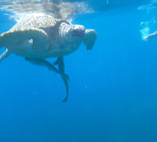 Schnorcheln Abu Soma