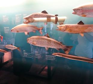 Naturwissenschaftliches Museum im Unterpalast
