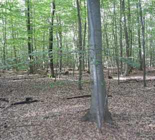 Sachsenwald