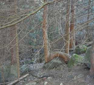 Karkonoski Park Narodowy