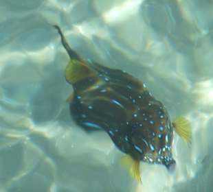 Kugelfisch