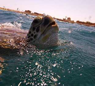 Hu hu hier bin ich !