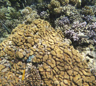 Schnorcheln Makadi Bay