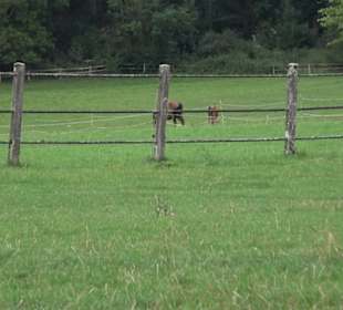 Haupt- und Landgestüt Marbach