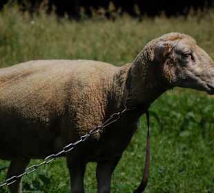 Muzeum Wsi Lubelskiej