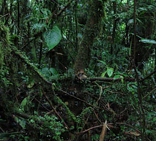 Nebelwald Santa Elena / Monteverde