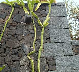 Kakteen erobern eine Wand